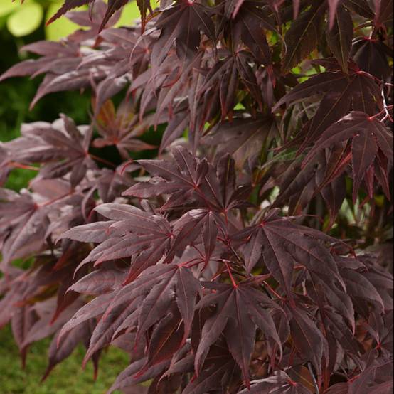 Erable du Japon 'Atropurpureum' - Image 4