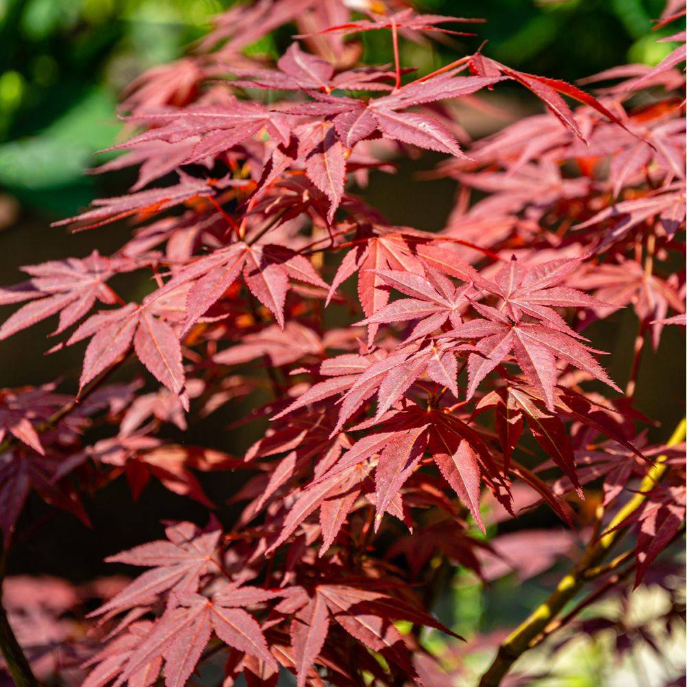Erable du Japon 'Atropurpureum' - Image 5