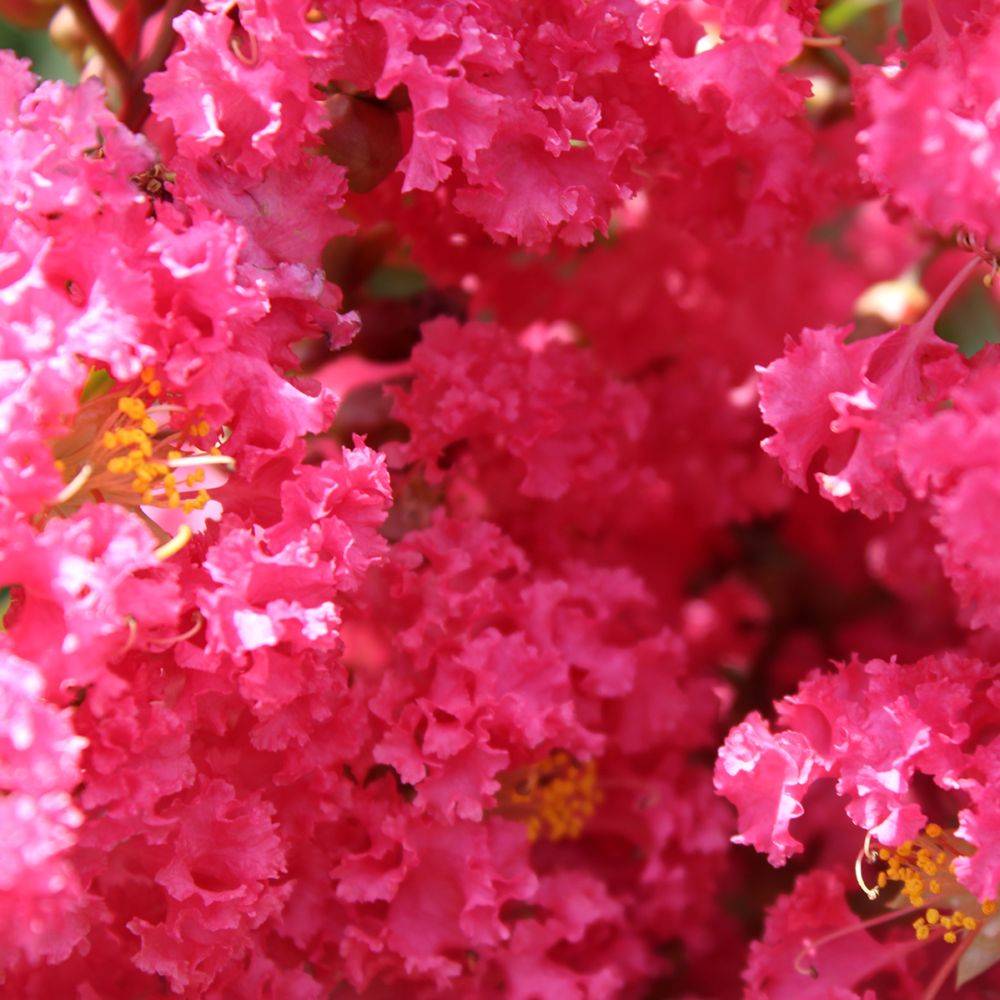 Lilas des Indes Grand Cru - Image 3