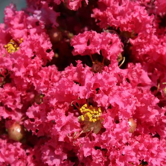 Lilas des Indes Grand Cru - Image 1