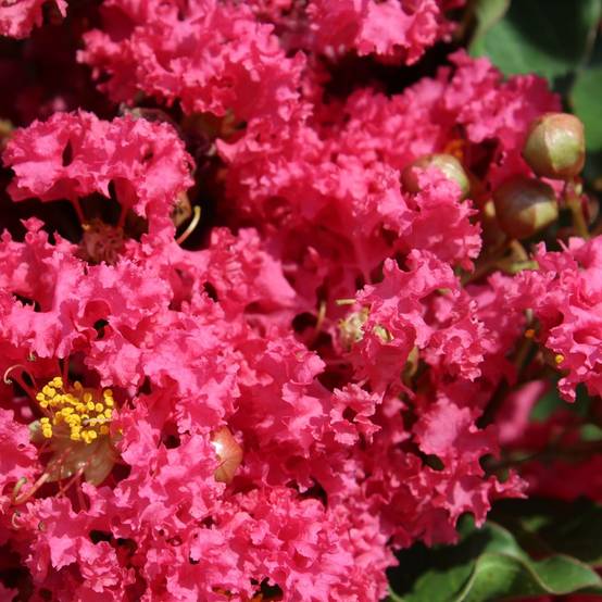 Lilas des Indes Grand Cru - Image 5