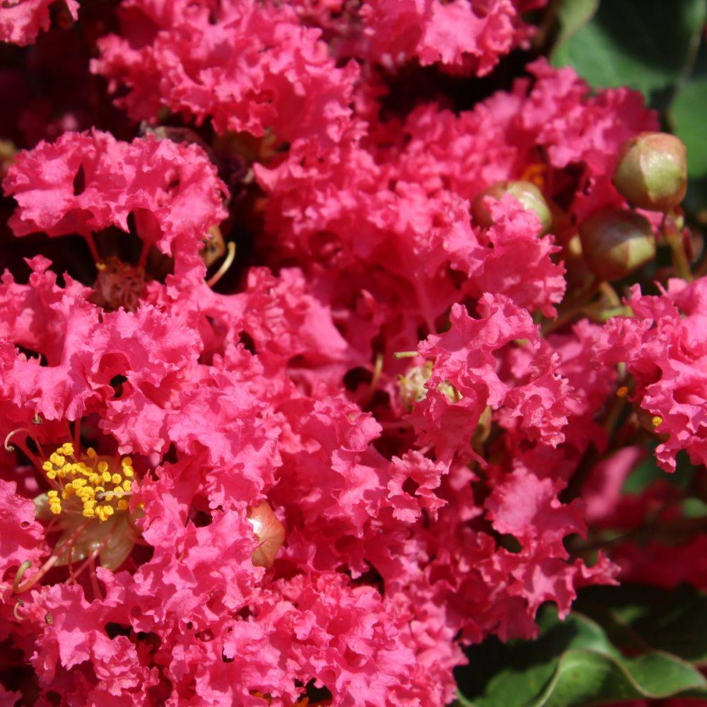 Lilas des Indes Grand Cru - Image 5