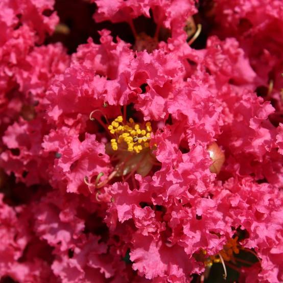 Lilas des Indes Grand Cru - Image 4