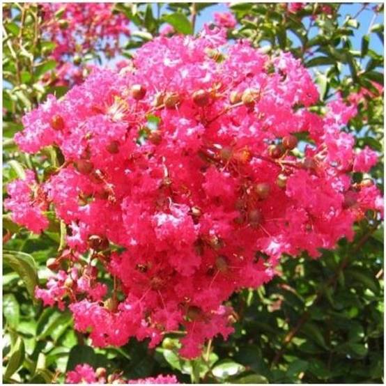 Lilas des Indes Grand Cru - Image 2