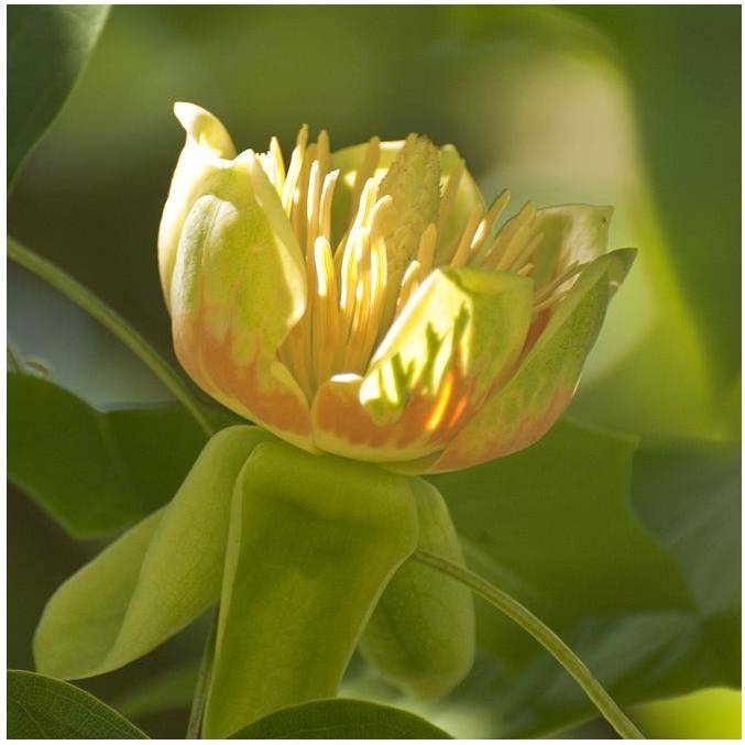 Tulipier de virginie - Image 1
