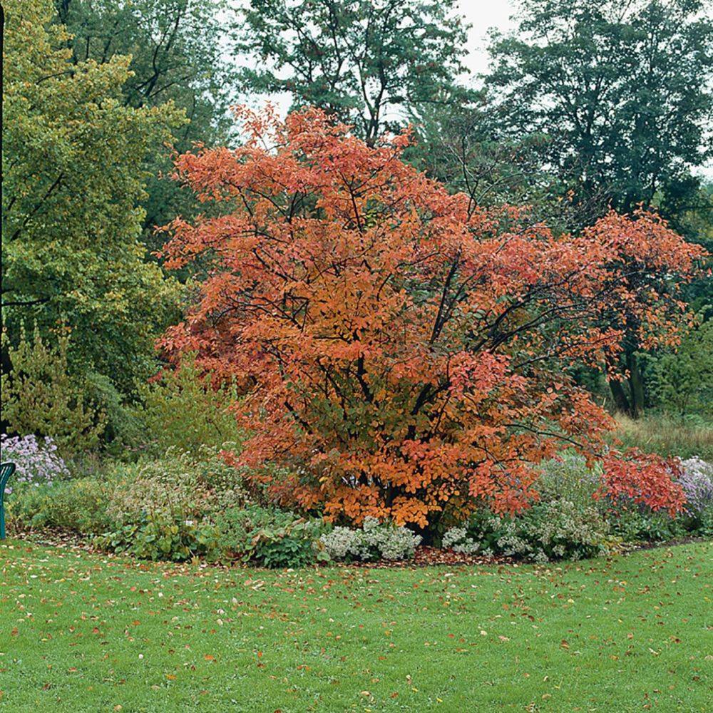 Amélanchier du Canada - Image 5