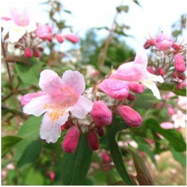 Kolkwitzia 'Pink Cloud'