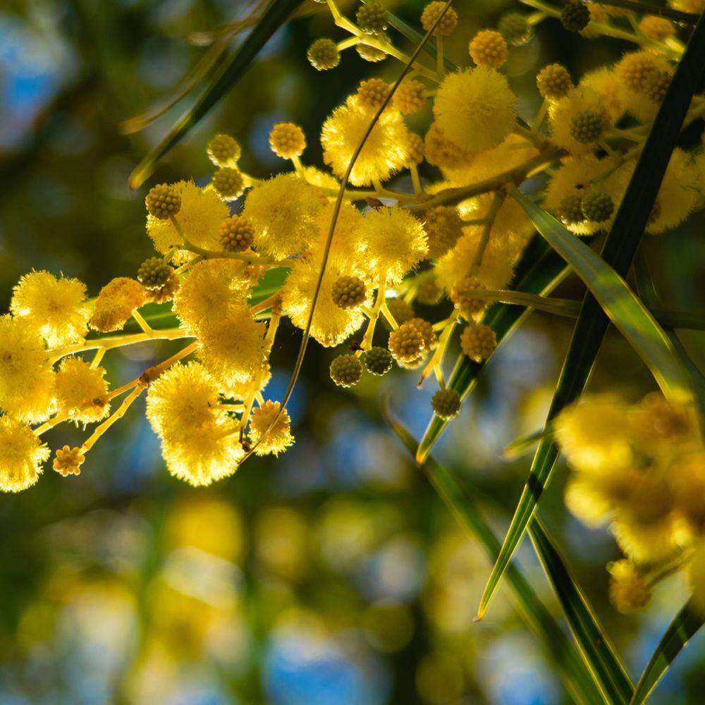 Mimosa des 4 saisons 'Palme d'Or®' - Image 4