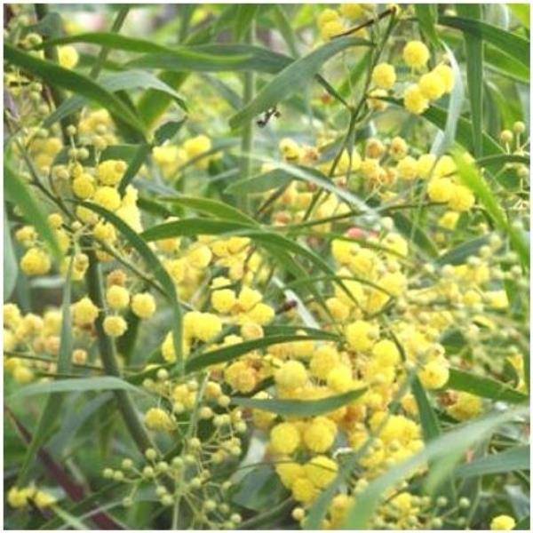 Mimosa des 4 saisons 'Palme d'Or®' - Image 1
