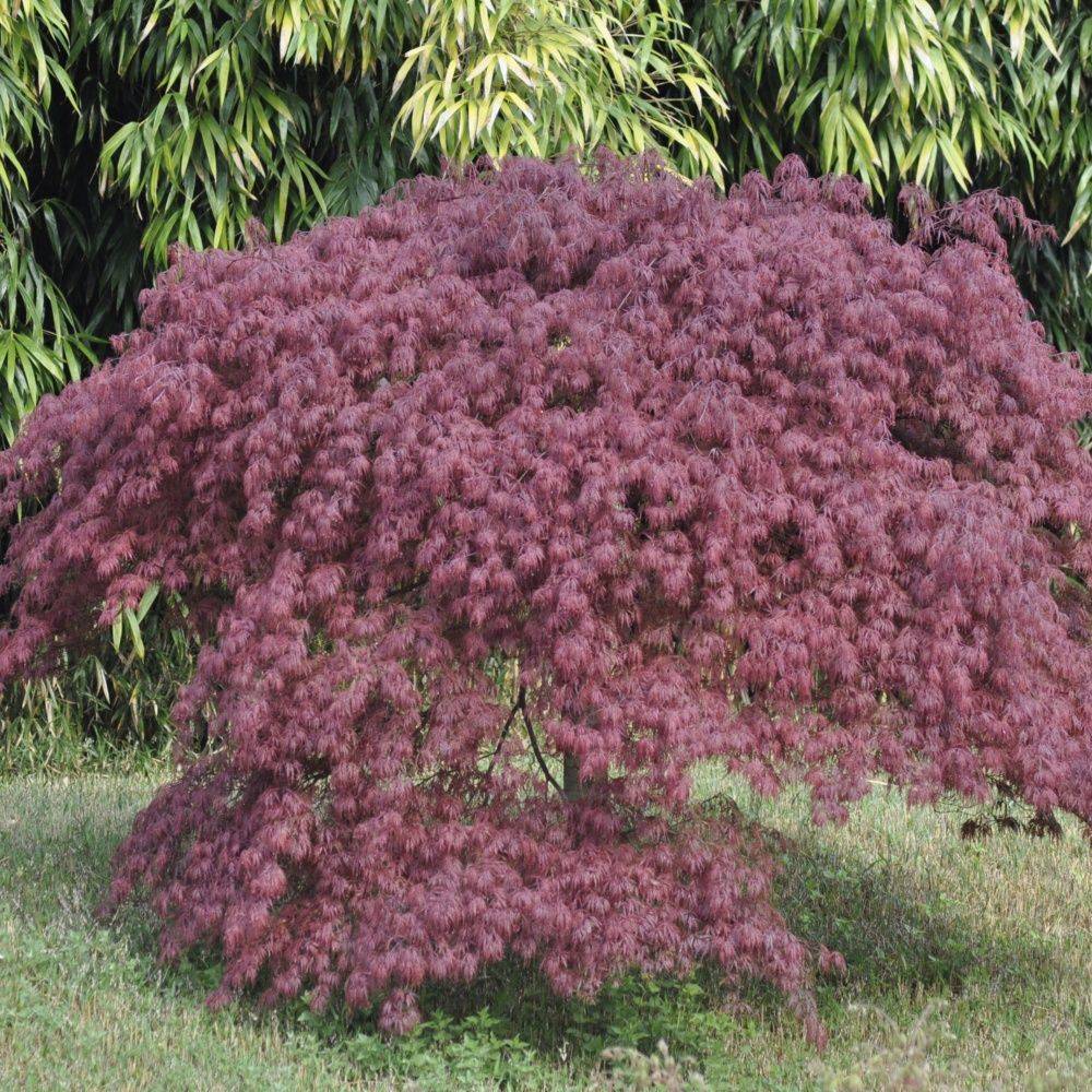 Erable du Japon 'Dissectum Inaba Shidare'