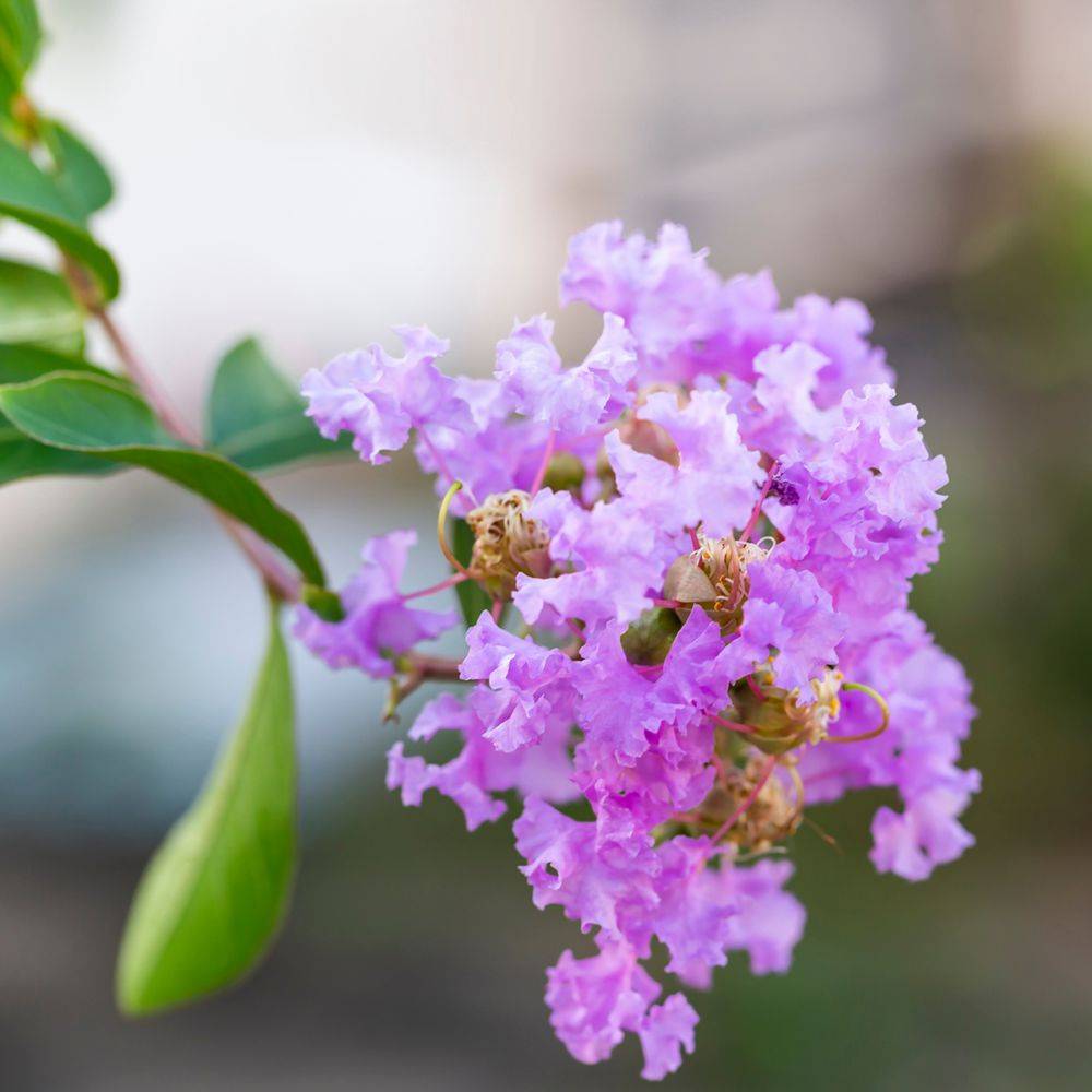 Lilas des Indes Terre Chinoise®