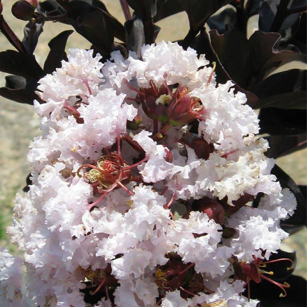 Lilas des Indes Black Solitaire® Blush - Image 1
