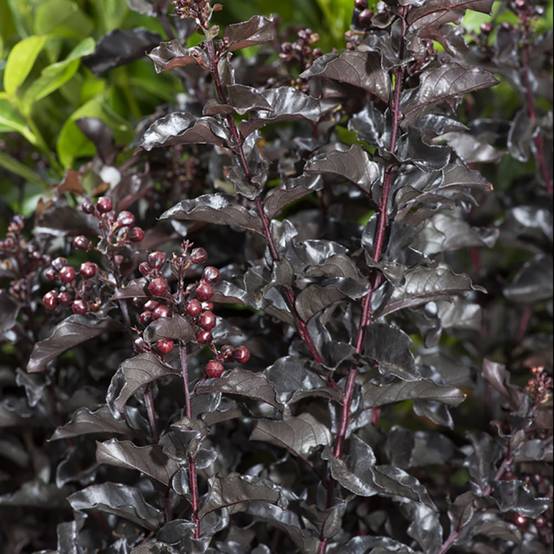 Lilas des Indes Black Solitaire® Blush - Image 2
