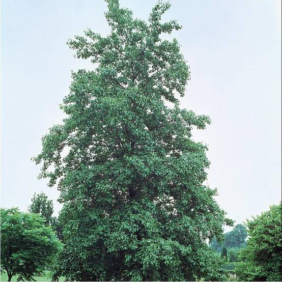 Aulne à feuilles de coeur - Image 3