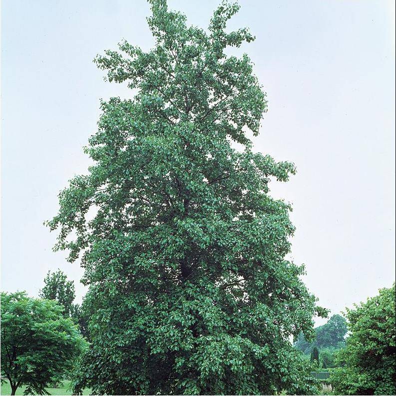 Aulne à feuilles de coeur - Image 3