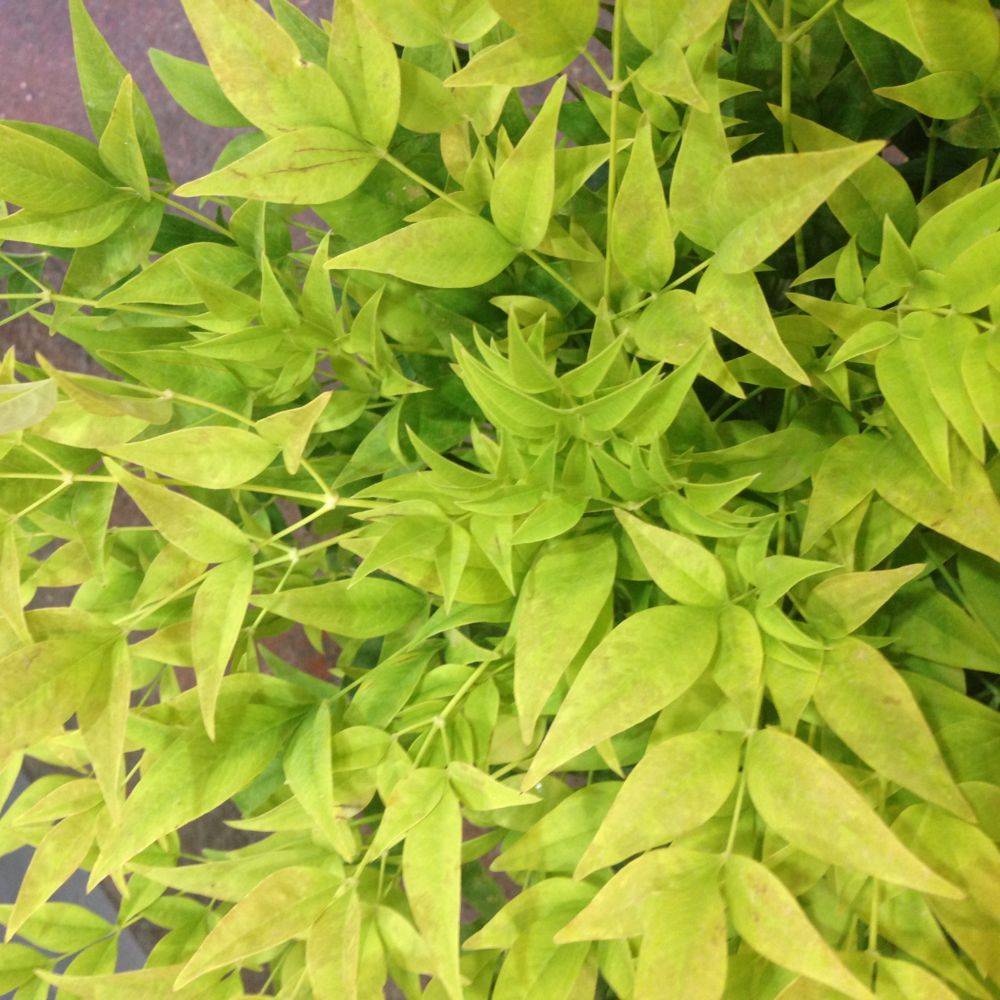 Bambou sacré - Nandina Magical Lemon and Lime - Image 2