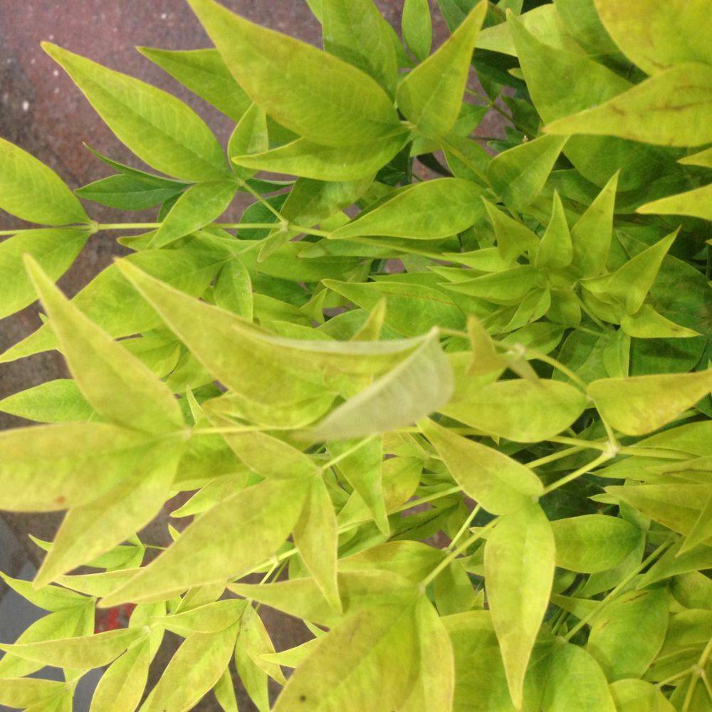 Bambou sacré - Nandina Magical Lemon and Lime - Image 1