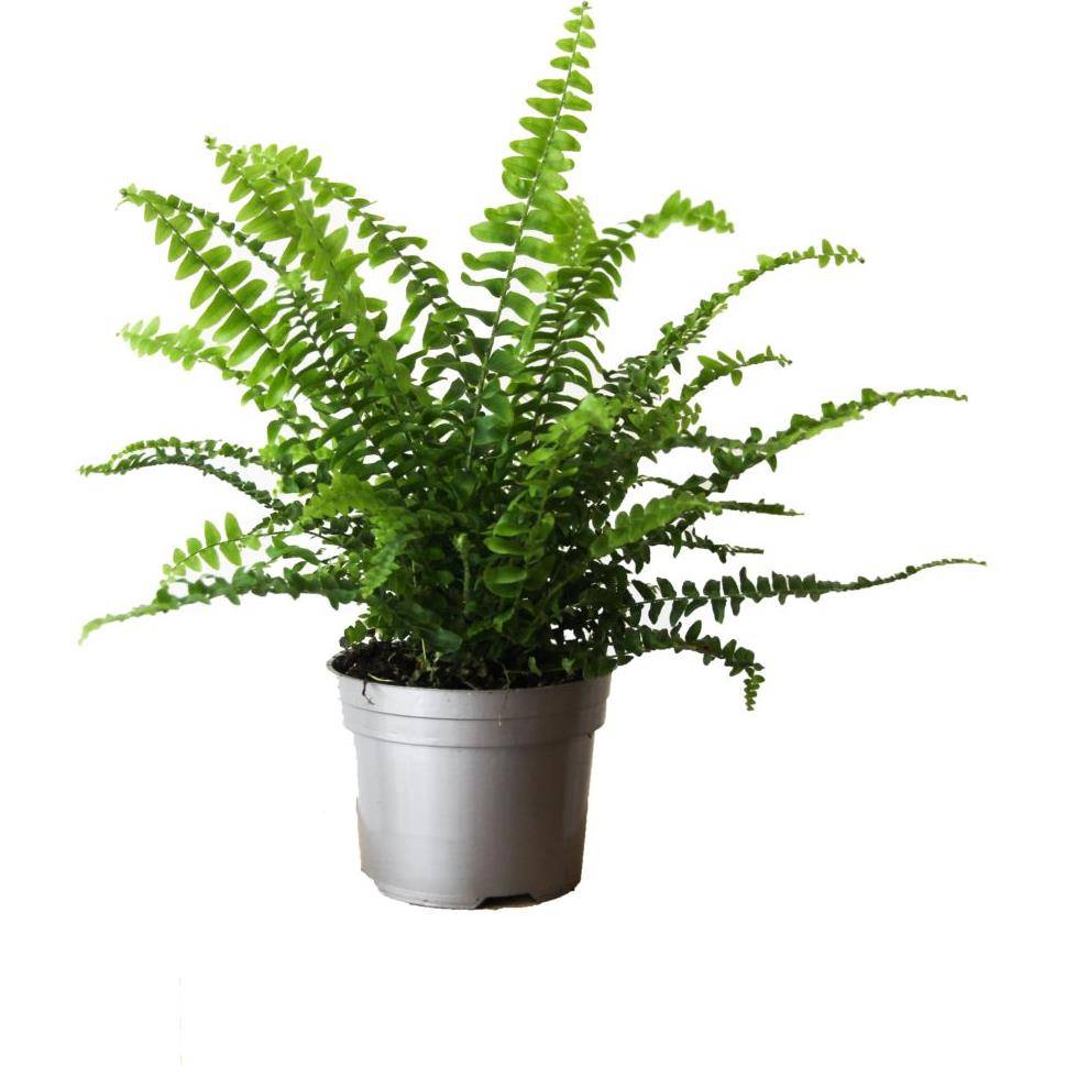 Nephrolepis - Fougère de Boston - Image 2