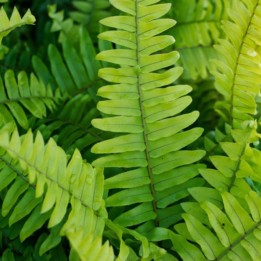 Nephrolepis - Fougère de Boston - Image 3