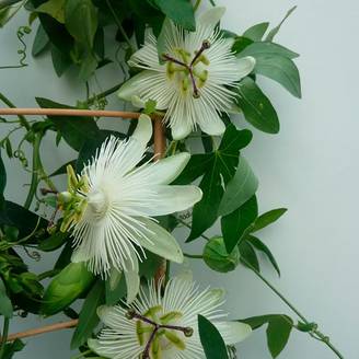 PASSIFLORA 'Snow Queen' hauteur de 90 à 125 cm en pot de 3 litres avec tuteur
