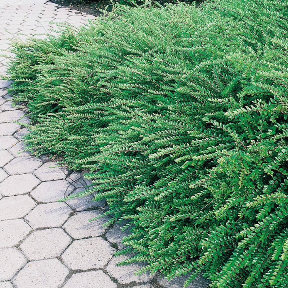 Chèvrefeuille arbustif 'Maigrum'