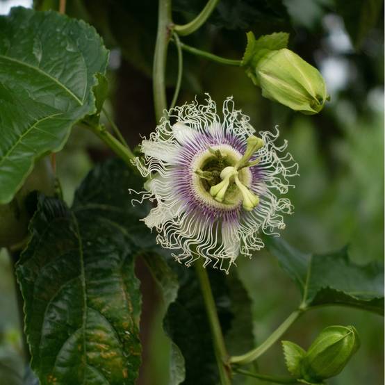 Fruits de la passion - Passiflora edulis