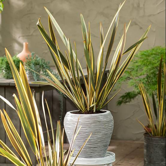 Phormium 'Brown Sugar'- Lin de Nouvelle-Zélande - Image 2