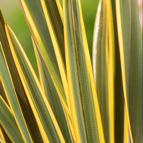 Phormium 'Brown Sugar'- Lin de Nouvelle-Zélande - Image 1