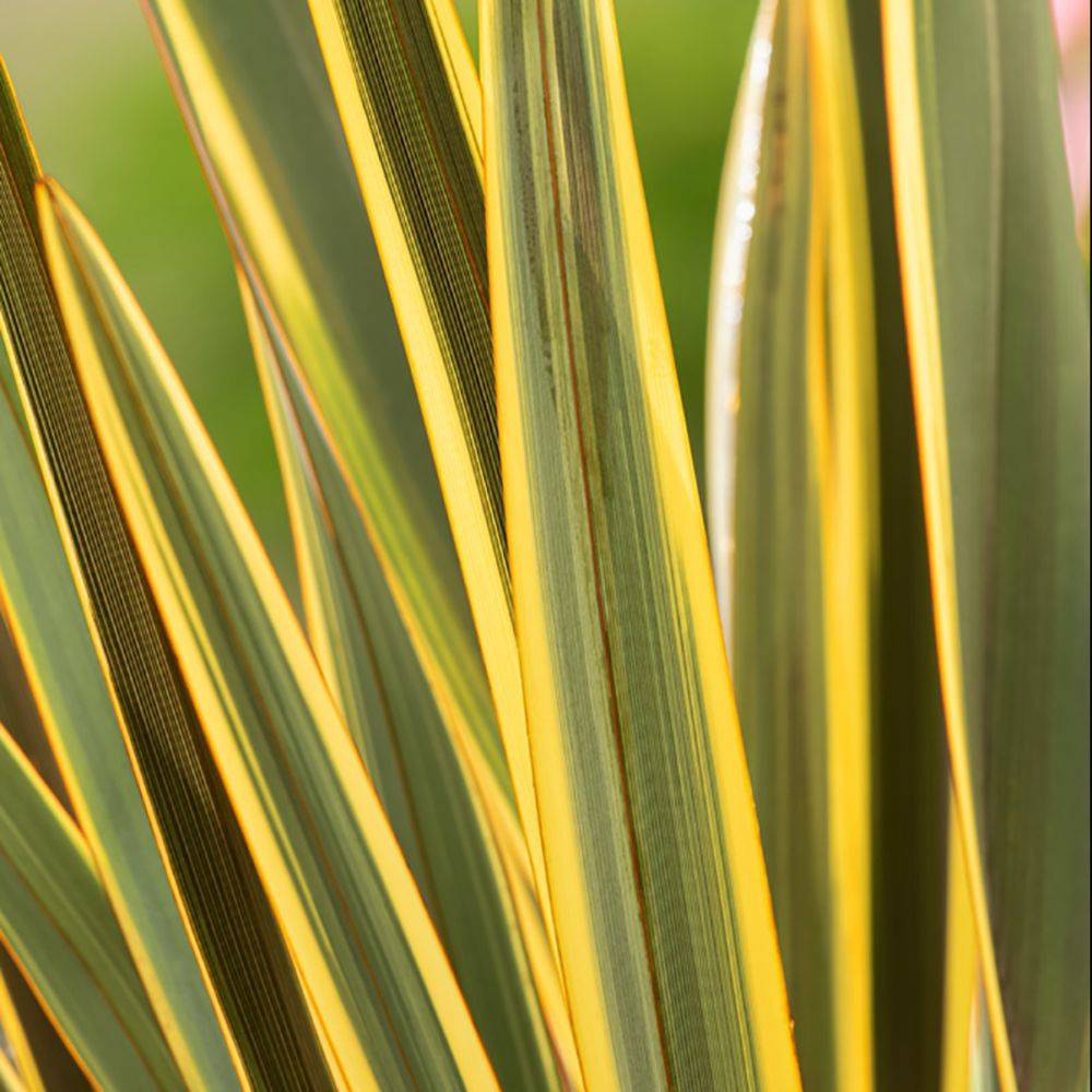 Phormium 'Brown Sugar'- Lin de Nouvelle-Zélande