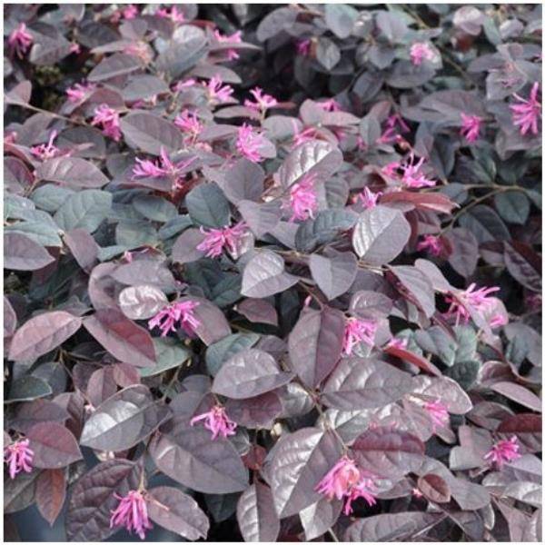 Loropetalum Fire Dance