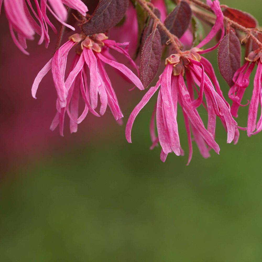 Loropetalum Fire Dance - Image 4