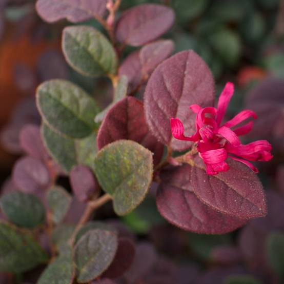 Loropetalum Fire Dance - Image 3