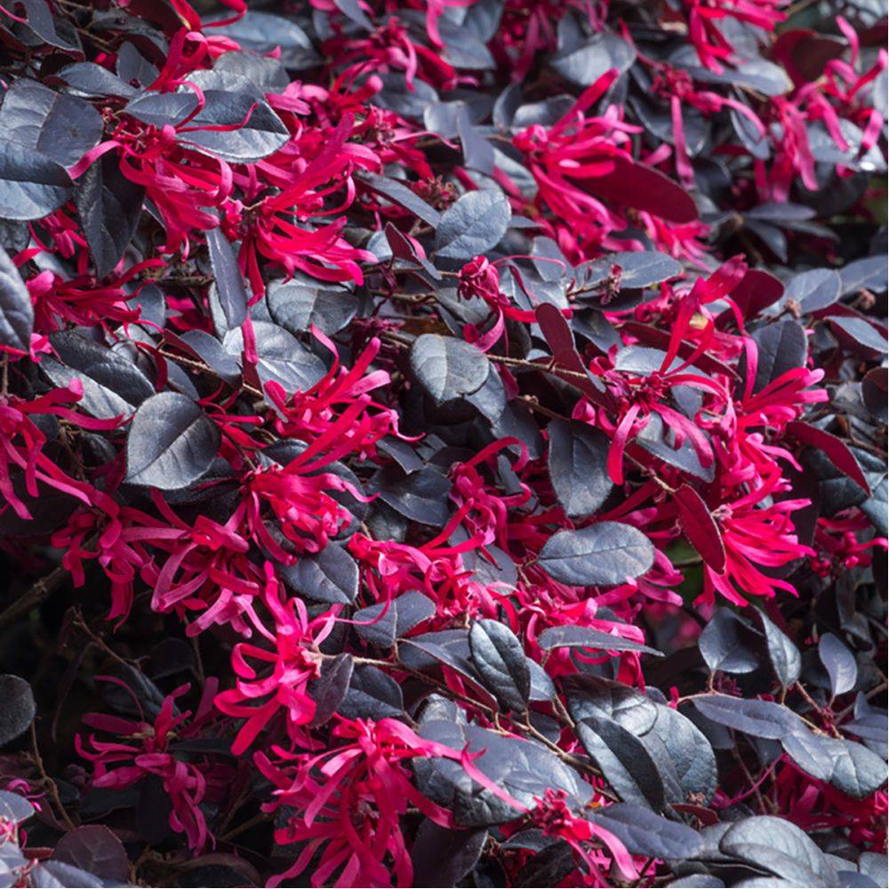 Loropetalum Ever Red
