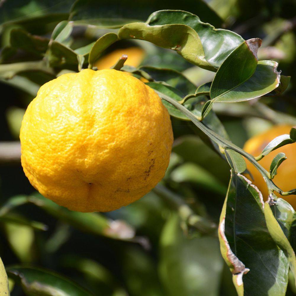 Citronnier Lime douce De Rome Bio