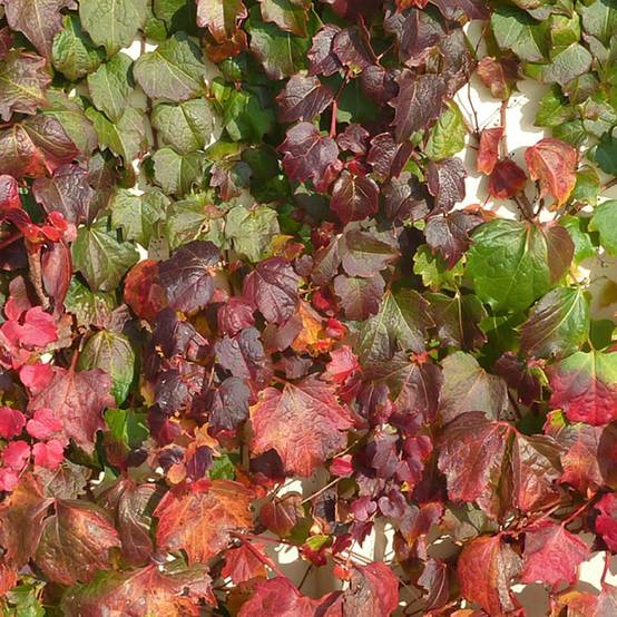 Vigne vierge 'Atropurpurea'
