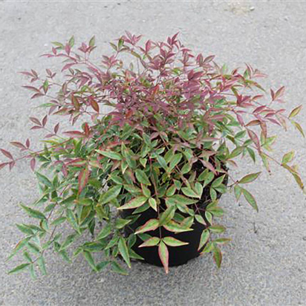 Bambou sacré - Nandina Flirt Murazaki - Image 4