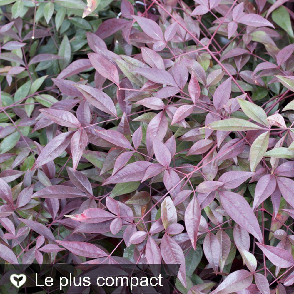 Bambou sacré - Nandina Flirt Murazaki - Image 2