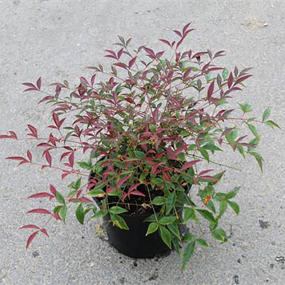 Bambou sacré - Nandina Flirt Murazaki - Image 1