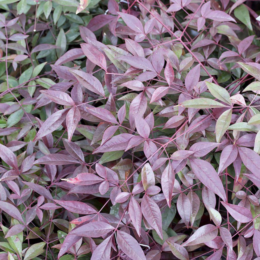 Bambou sacré - Nandina Flirt Murazaki - Image 3