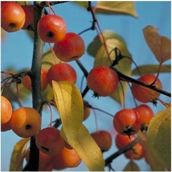 Malus perpetu 'Evereste' - Pommier d'ornement