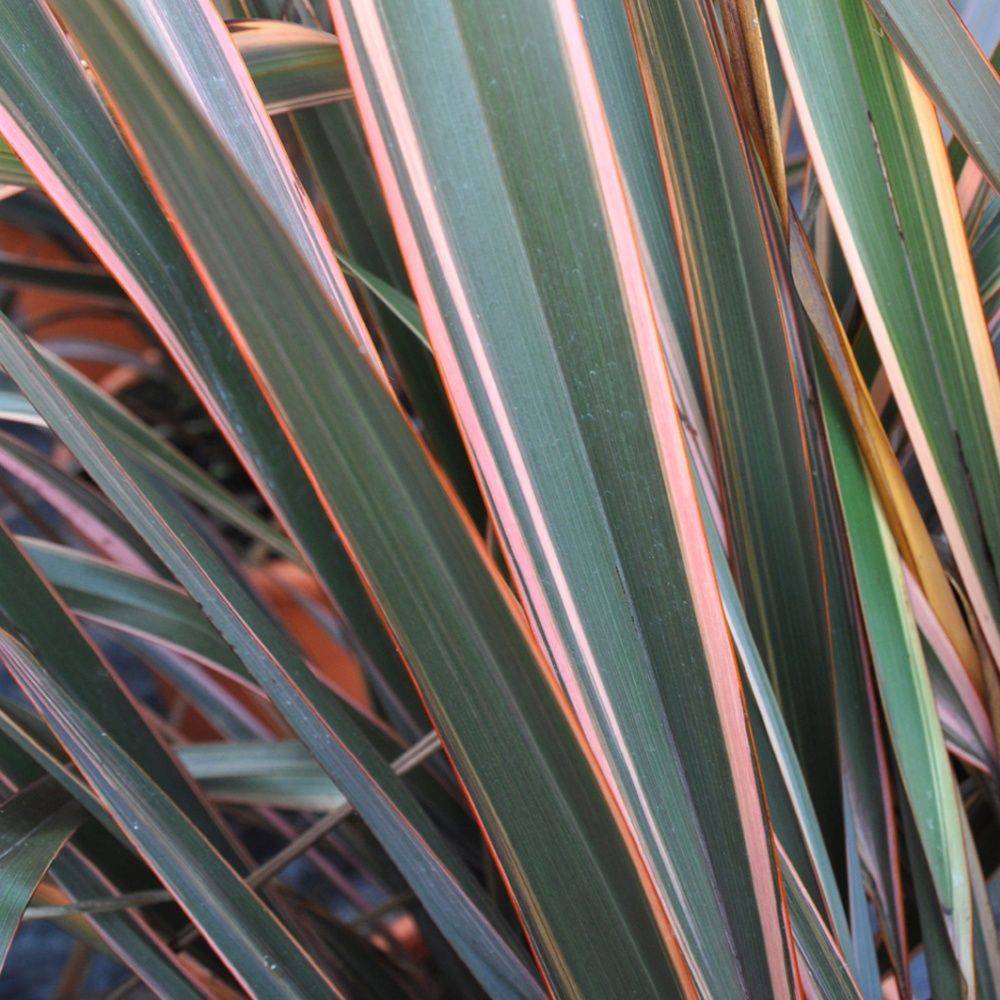 Phormium 'Maori Chief' - Lin de Nouvelle-Zélande - Image 2