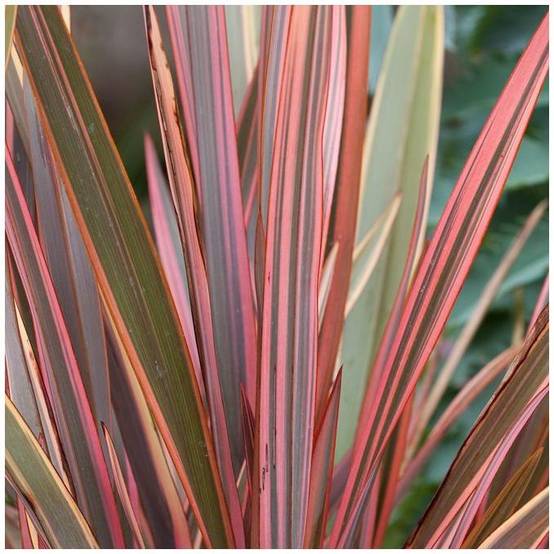 Phormium 'Maori Chief' - Lin de Nouvelle-Zélande - Image 1