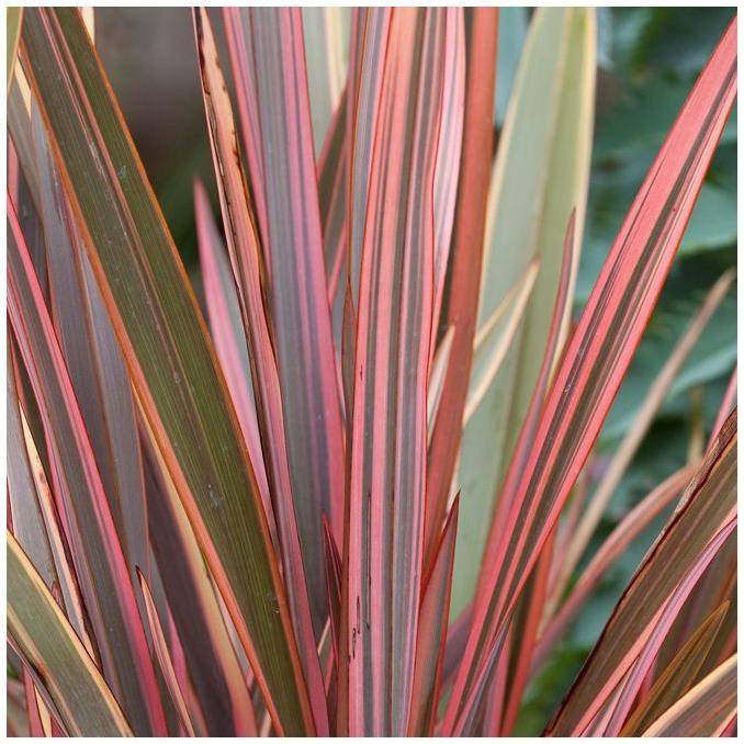 Phormium 'Maori Chief' - Lin de Nouvelle-Zélande - Image 1