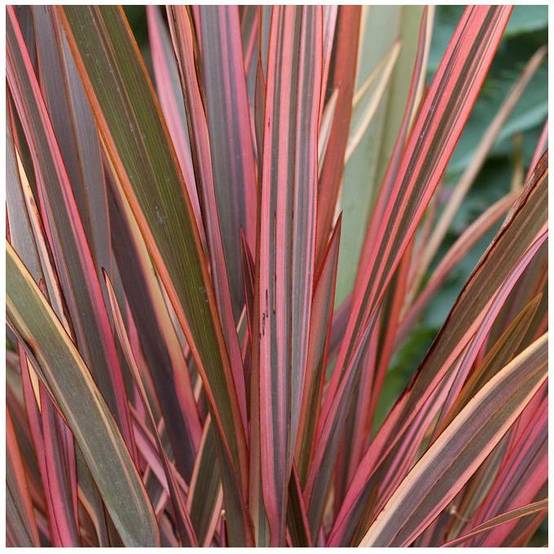Phormium 'Maori Chief' - Lin de Nouvelle-Zélande - Image 3