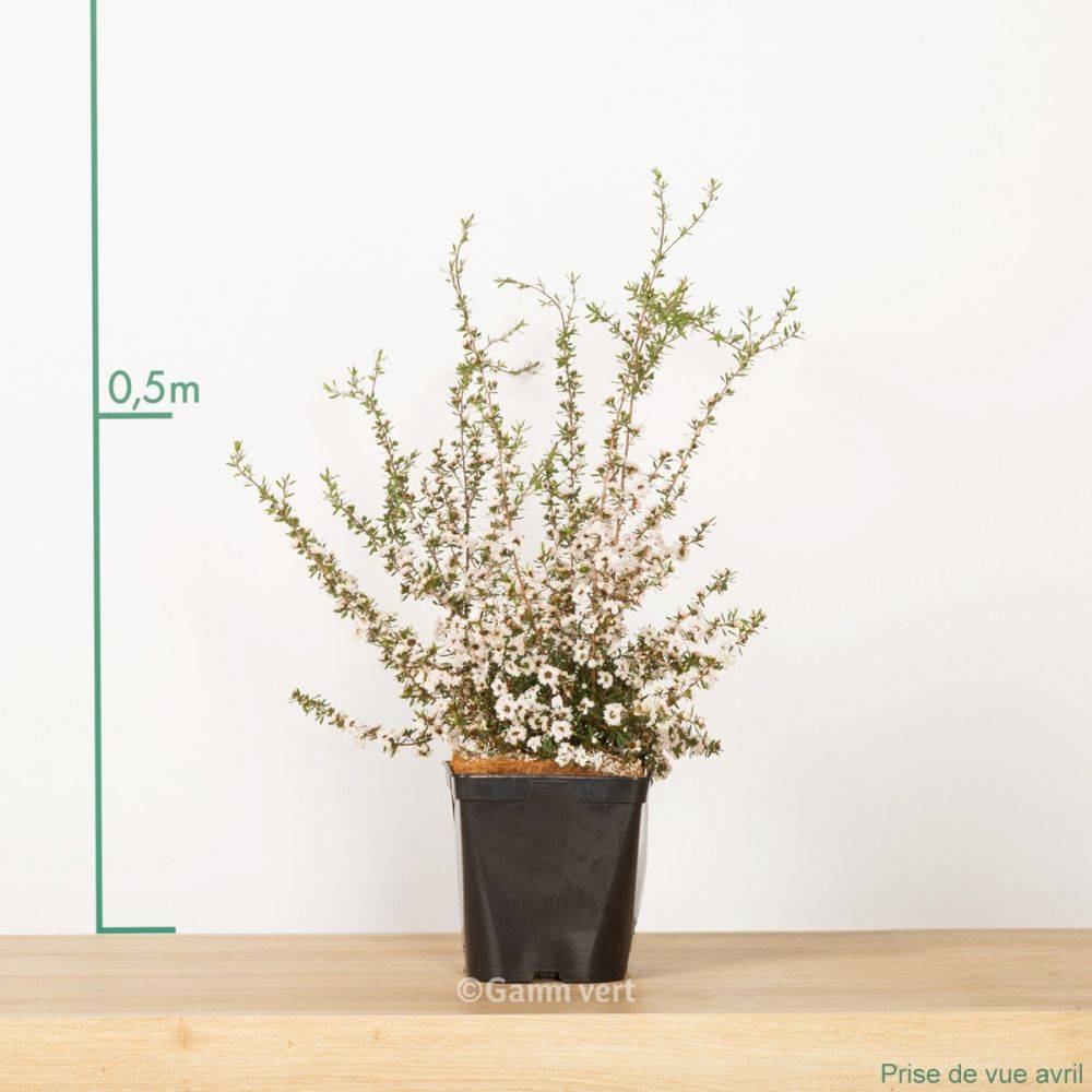 Leptospermum blanc Coral Candy - Image 2