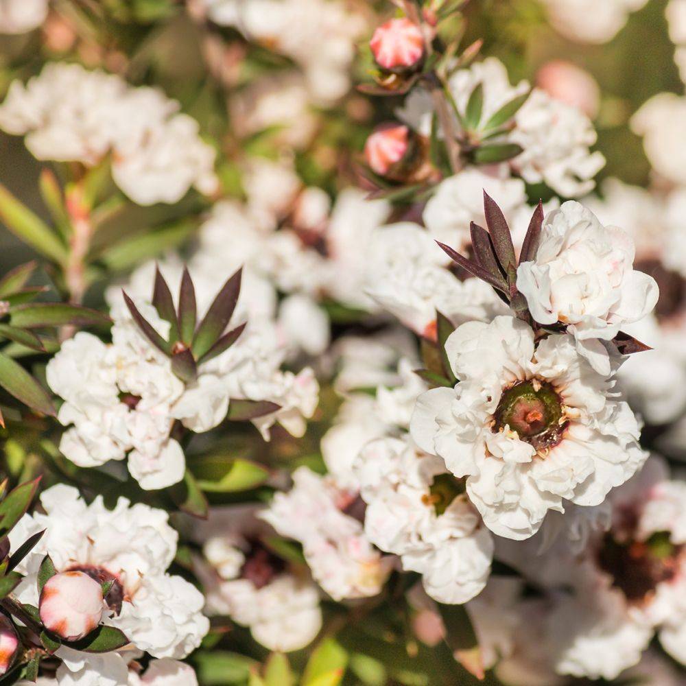 Leptospermum blanc Coral Candy - Image 1