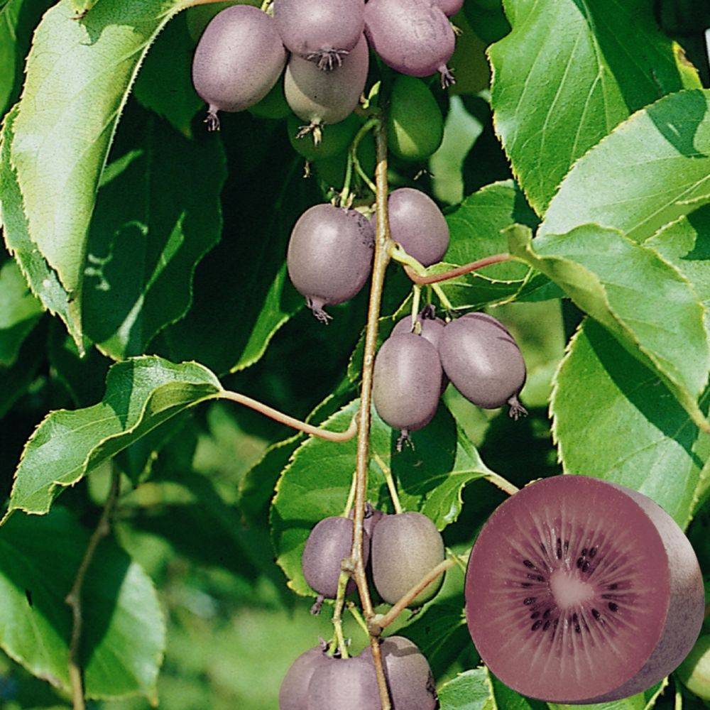 Kiwaï ou Kiwi arguta 'Ken's Red' (Femelle) - Image 2