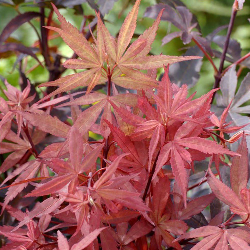 Erable du Japon 'Skeeters Broom'