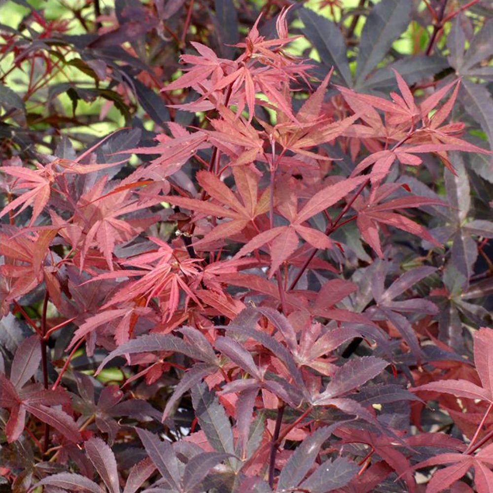 Erable du Japon 'Skeeters Broom' - Image 4