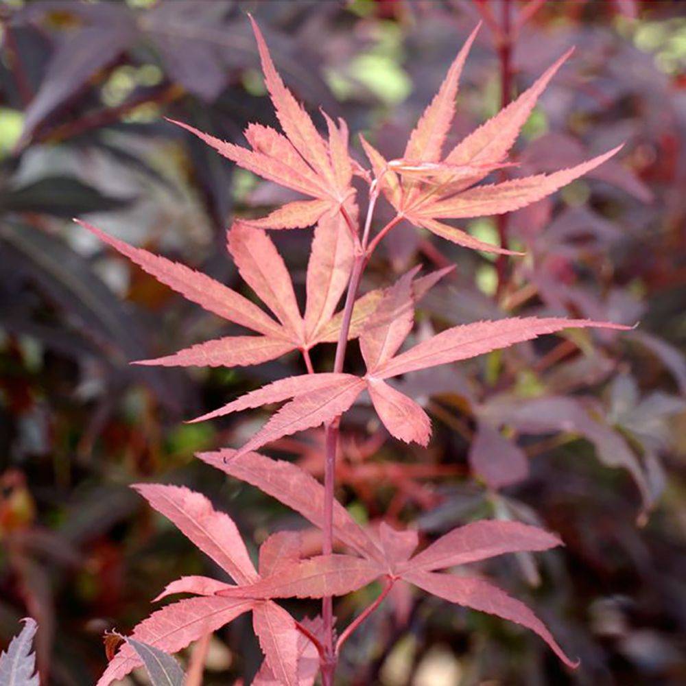 Erable du Japon 'Skeeters Broom' - Image 2